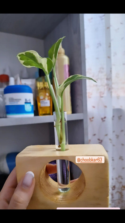 گلدان شیشه دار