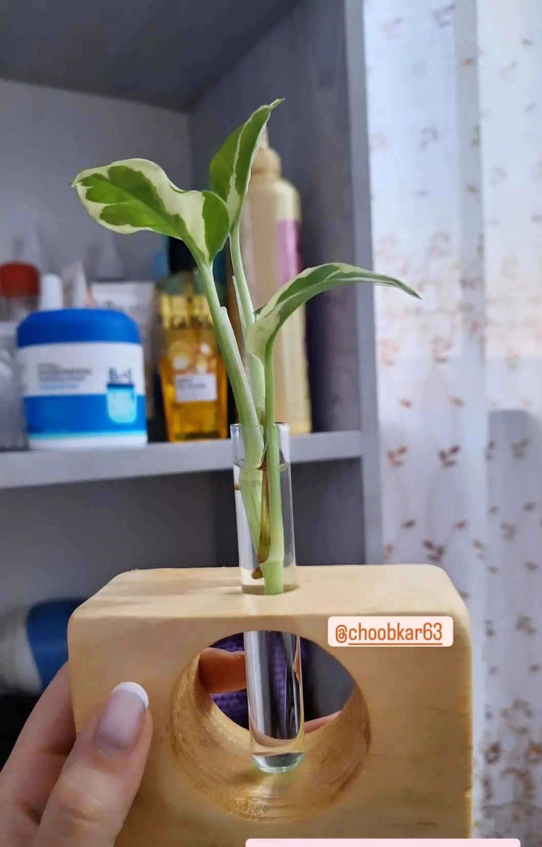 گلدان جوانه زنی