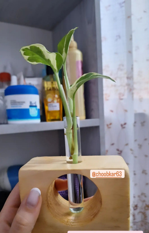 گلدان جوانه زنی